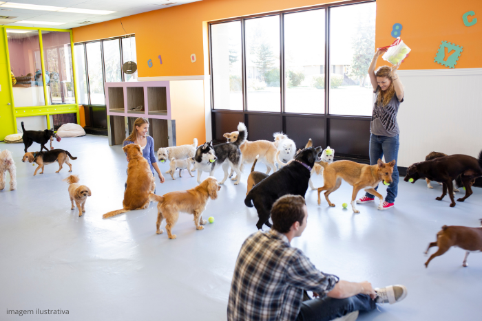 Imagen de un grupo de perros en una guardería, escenario que facilita la transmisión de la Gripe Canina.