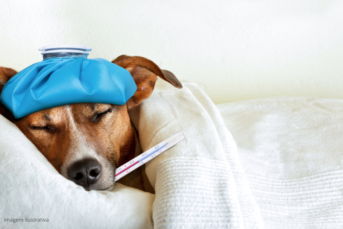 Foto de un perro enfermo con una compresa caliente y un termómetro. Perro con gripe canina.