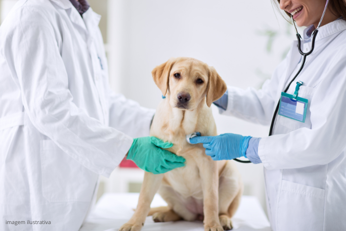 Cachorro con gripe canina en el veterinario.
