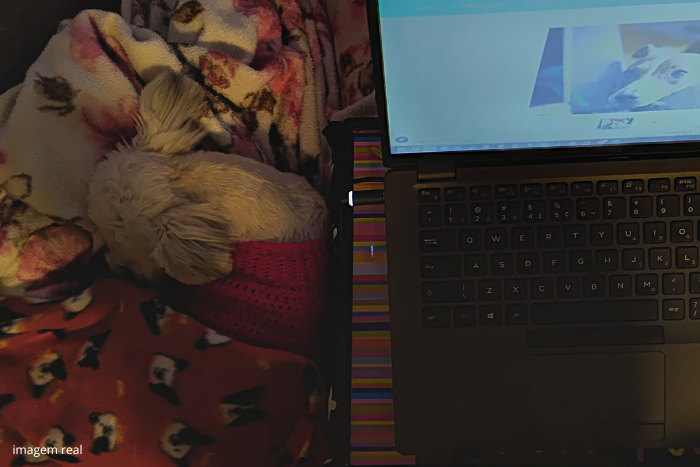Foto real de Cebolinha durmiendo mientras escribo este artículo.