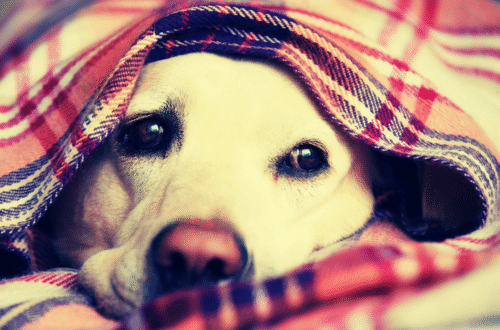 Gripe Canina: 6 Síntomas que Todo Dueño de Mascotas Debe Conocer (+ Cómo Traté a Mi Yorkshire)
