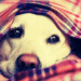 Gripe Canina: 6 Síntomas que Todo Dueño de Mascotas Debe Conocer (+ Cómo Traté a Mi Yorkshire)