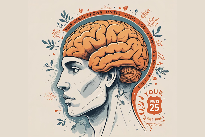 Tu Cerebro Crece Hasta los 25 Años