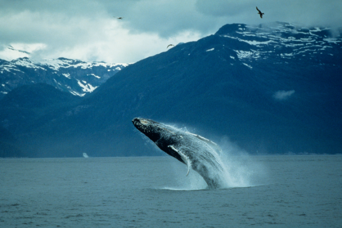 TOP 6. Ballena Jorobada — La Compositora de los Océanos