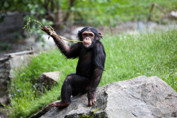 TOP 5. Chimpancé — Nuestro Primo Más Cercano