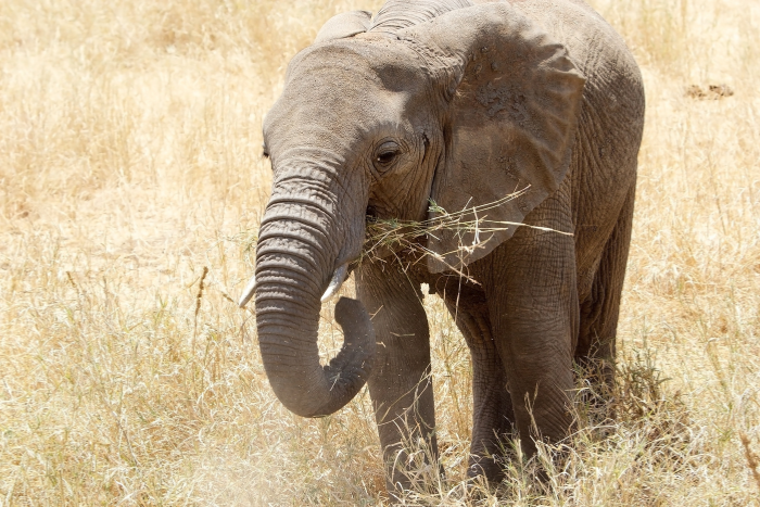 TOP 4. Elefante — El Sabio Gigante