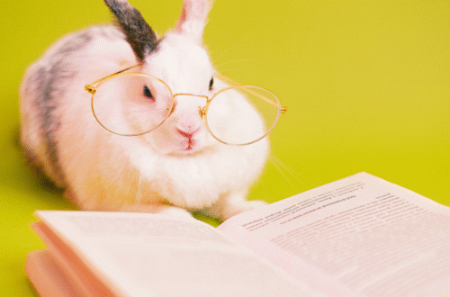 TOP 10 Animales que Son Más Inteligentes que Mucha Gente por Ahí — ¡Prepárate para Cuestionarlo Todo!