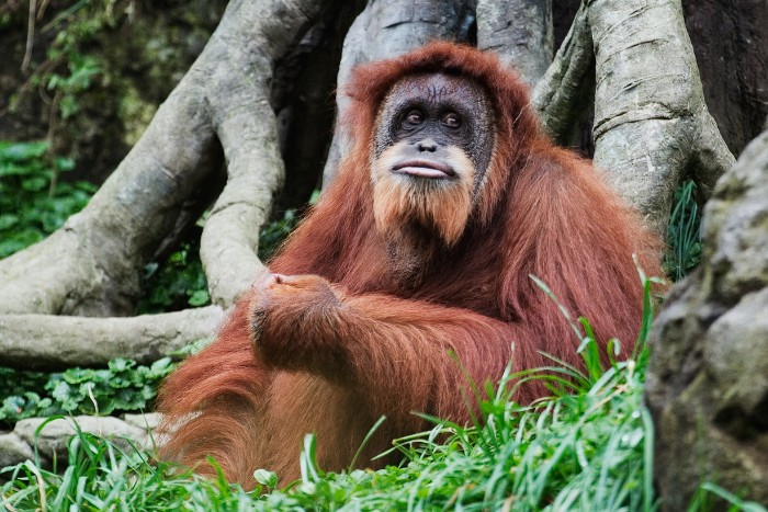 TOP 7. Orangután — El Arquitecto de los Árboles