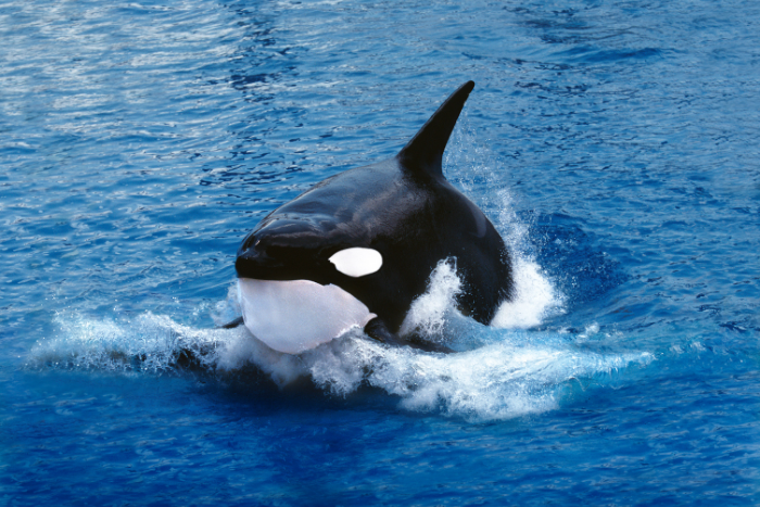 TOP 8. Orca — La Estratega de los Mares