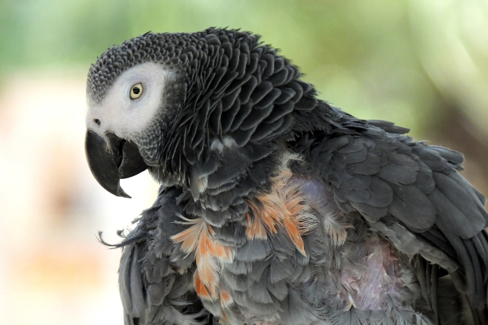 TOP 9. Loro Gris — El Políglota Emplumado