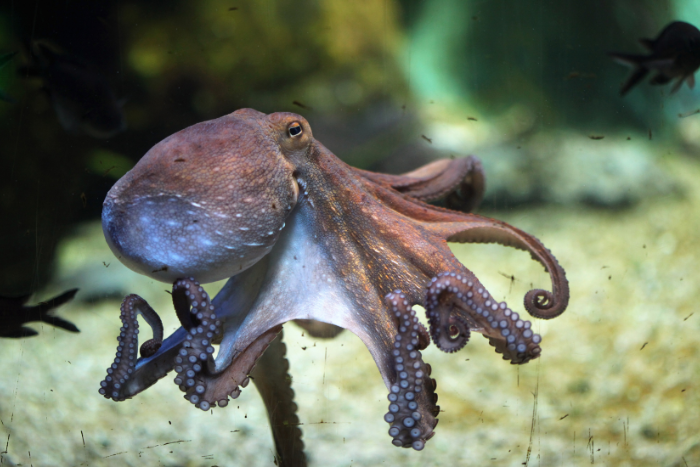 TOP 1. Pulpo — El Houdini de los Mares