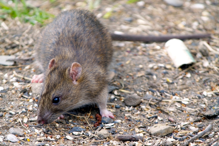 TOP 10. Rata — El Pequeño Genio Subestimado